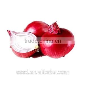 New Bred Red Onion Seeds SXO No.1 thumbnail-1