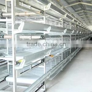 Broiler Chicks/poultry Farm and Agriculture Equipments thumbnail-1