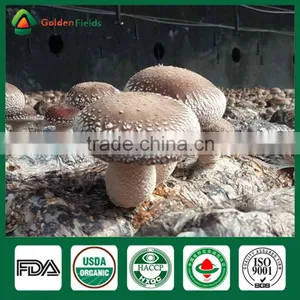 Fresh Shiitake Mushroom,Medicinal Mushroom,Mushroom Cultivation thumbnail-3