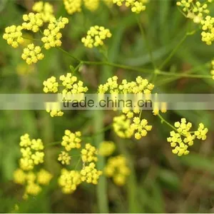 Pure and Natural Aromatheraphy Bupleurum Herbal Oil/Chinese Thorowax Root Extract thumbnail-1