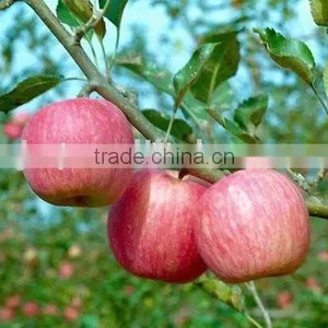 Red Color and Fresh Style Fuji Apple thumbnail-5