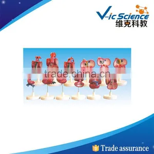 Best Price Good Quality Heart Development Model 100% Factory thumbnail-1