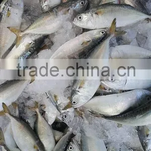 FROZEN INDIAN MACKEREL Whole Round thumbnail-1