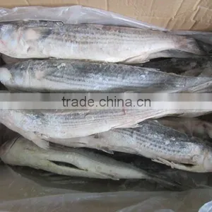 Frozen Grey Mullet Fish Whole Round thumbnail-4
