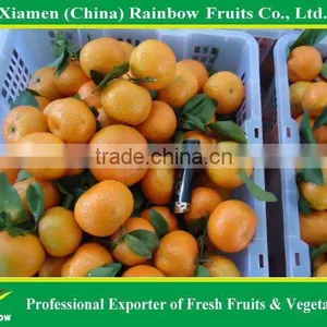 Shatang Mandarin thumbnail-5