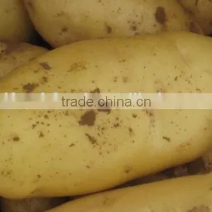 New Crop Fresh Shandong Potato for Sale thumbnail-4