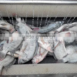 Industrial High Efficient Fresh Ginger Potato Washer and Peeler Root Vegetable Washing and Peeling Machine Fish Skin Peeler thumbnail-2