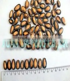 BLACK MELIN SEEDS thumbnail-1