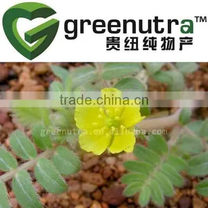 Tribulus Terrestris 60% Saponins thumbnail-1