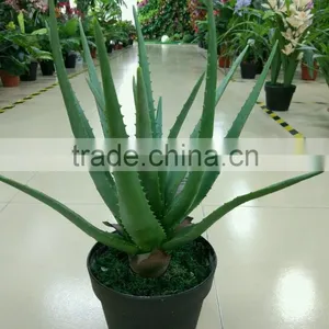 Landscaping Orgament Plant/Artificial Bonsai Plant/fake Aloe Vera Plant thumbnail-4