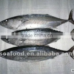Land Frozen or Sea Frozen Bonito thumbnail-1