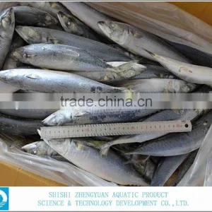 Frozen Fish Frozen Mackerel thumbnail-1