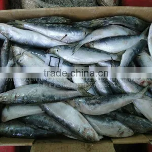 Frozen Fresh Sardines on Sale thumbnail-1