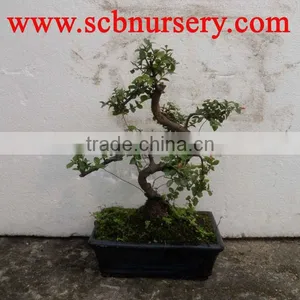 Sageretia Art 20cm Bonsai Supplier thumbnail-1
