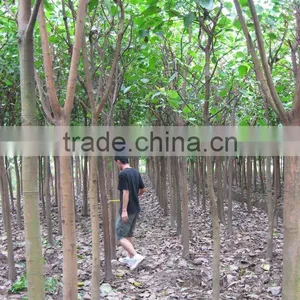 Ficus Religiosa Nursery Land thumbnail-1