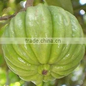 Indain Supplier GARCINIA CAMBOGIA EXTRACT for Making Slimming Capsule thumbnail-1
