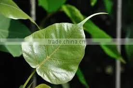 FICUS BENGALENSIS thumbnail-1