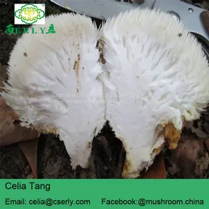 Mushroom Professional Manufacturer Supply Lions Mane Mushroom thumbnail-2