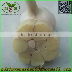Normal White Garlic/Garlic thumbnail-1