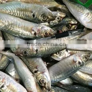 Horse Mackerel Supplier From China With Size 70 -90 g / Pcs thumbnail-2