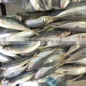 Horse Mackerel Manufacture From China With Size 100 - 200 g /pcs thumbnail-1