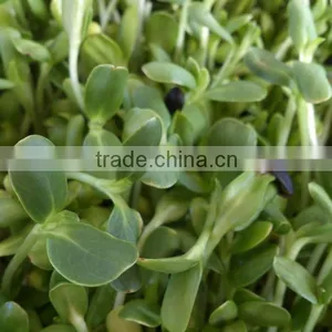 Automatic 100kg/day Barley Sprouting Machine thumbnail-1