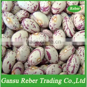 Light Speckled Kidney Beans Round Shape thumbnail-1
