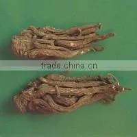 Dong Quai P.e. thumbnail-1
