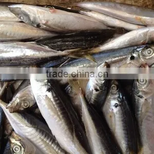 Newly Caught Frozen WR Round Scad Fish 16pcs/kg thumbnail-1