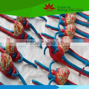 Low Priced Human Cardiac Cycle and Size Cycle Electic Model thumbnail-5