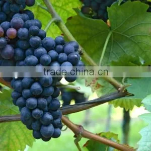 Grape Skin Extract Powder thumbnail-1
