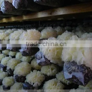 Mushroom Spawn,Shiitake Log,Lentinula Edodes Mushroom thumbnail-4
