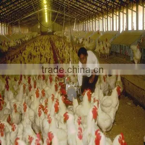 Design Modern Chicken Farm thumbnail-1