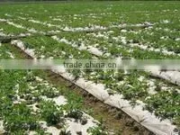 PE Plastic Film for Greenhouse/mulch/agriculture thumbnail-1