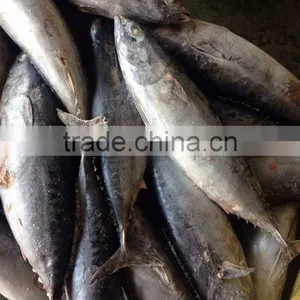 Vietnam Dried Sea Cucumber of Bonito Tuna thumbnail-1