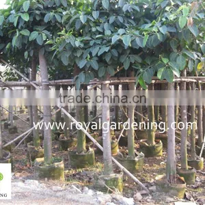 Ficus Altissima Variegata thumbnail-1