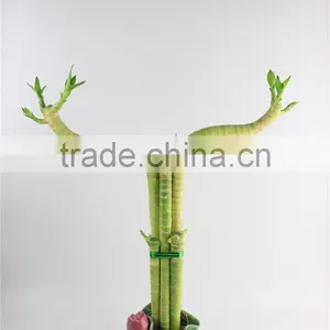 Mini Plants Lotus Bamboo thumbnail-1