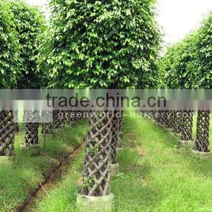 Ficus Cage Shape Benjamina Outdoor Plants thumbnail-1