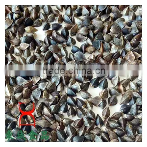 Buckwheat Common Cultivation Type Brown Color thumbnail-2