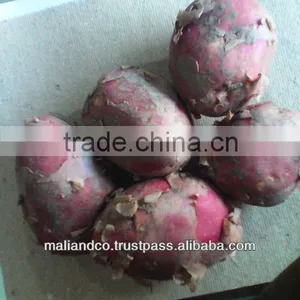 Potato thumbnail-1