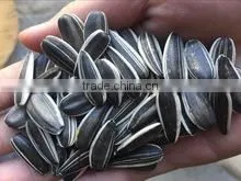 SUNFLOWER SEEDS thumbnail-1
