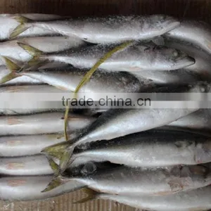 Whole Round Frozen Pacific Mackerel Prices / Frozen Mackerel thumbnail-1