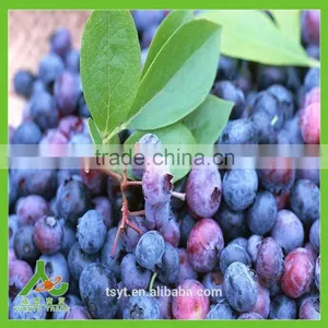 IQF Frozen Chinese China Best Quality Better Quality Wild Blueberry Blueberries thumbnail-5