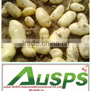 Fresh Potato for Sale thumbnail-3