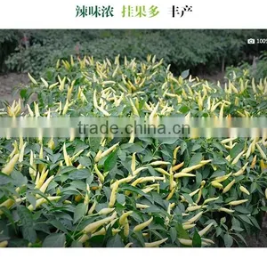 Hot Sale Hybrid Yellow Chili Pepper Seeds-Xin Shu thumbnail-3