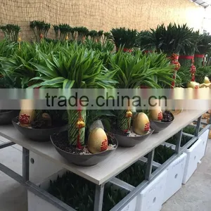 Dracaena Sanderiana Sander thumbnail-4