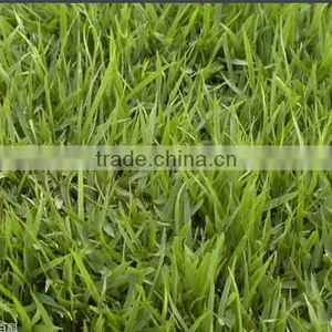 Zoysia Japonica thumbnail-4