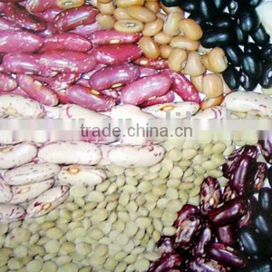 Bean thumbnail-1