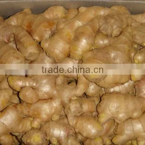 Fresh Ginger thumbnail-2