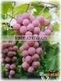 Natural Grape Seed Extract thumbnail-1